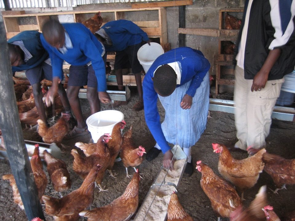 Children and youth from the centre feeding hens in the pedagogical poultry farm